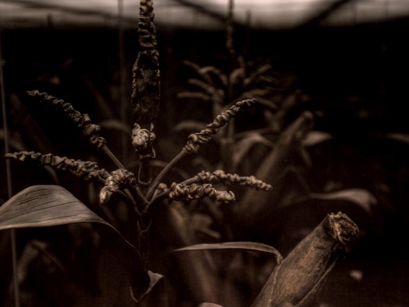 Neo-Pastoral Exhibition Detroit, MI